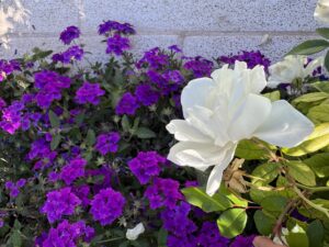 Jardín DF — foto 11