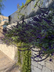 Jardín DF — foto 5